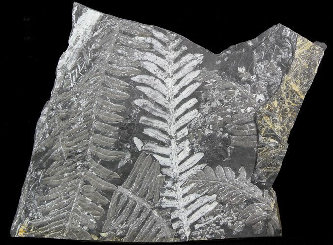Fossil Seed Fern Plate - Pennsylvania #36949